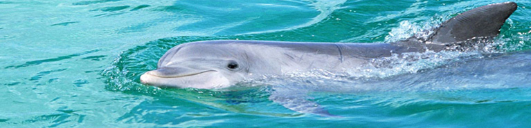 Dolphin & Whale Watching